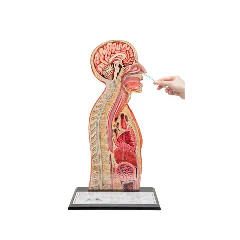 Modèle d'intubation nasogastrique