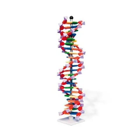Double hélice d'ADN
