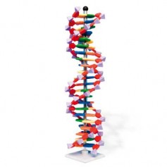 Modèle ADN double hêlice, 22 segments, set miniDNA®