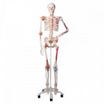 squelette humain sam