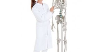 Squelette anatomique