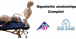squelette anatomique