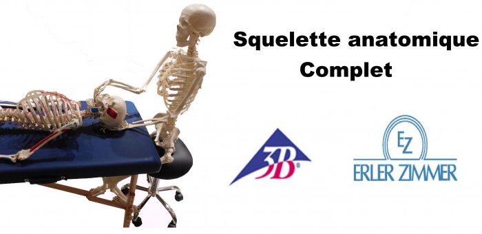 squelette anatomique