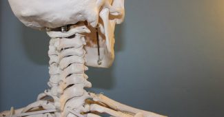 combien d'os dans le corps-humain