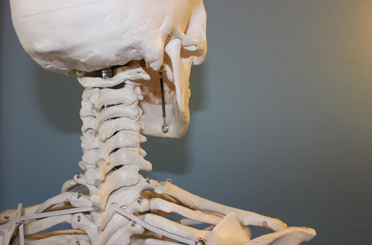 Liste des os du squelette humain — Wikipédia