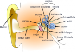 diapason medical