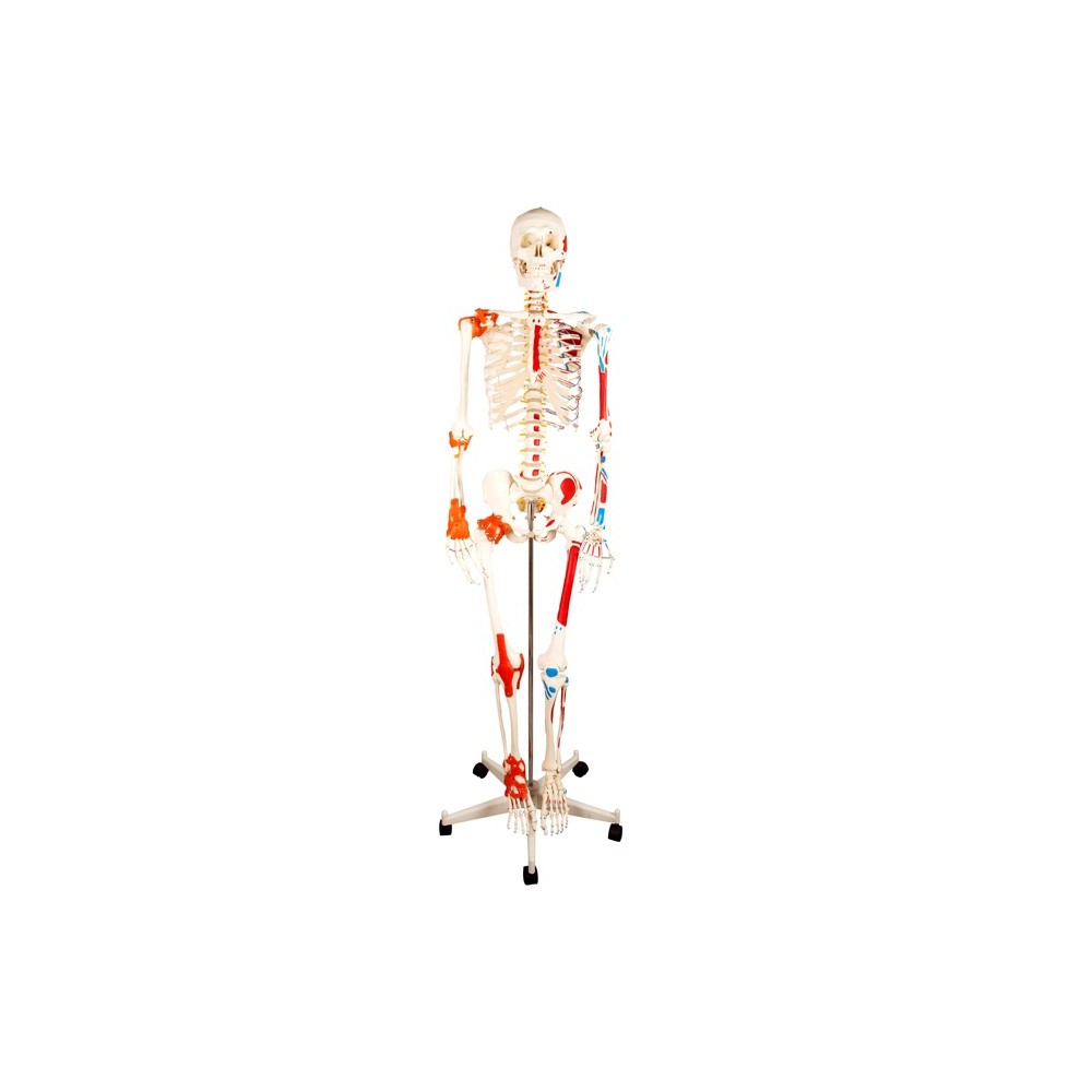 Squelette anatomique du corps humain 46cm