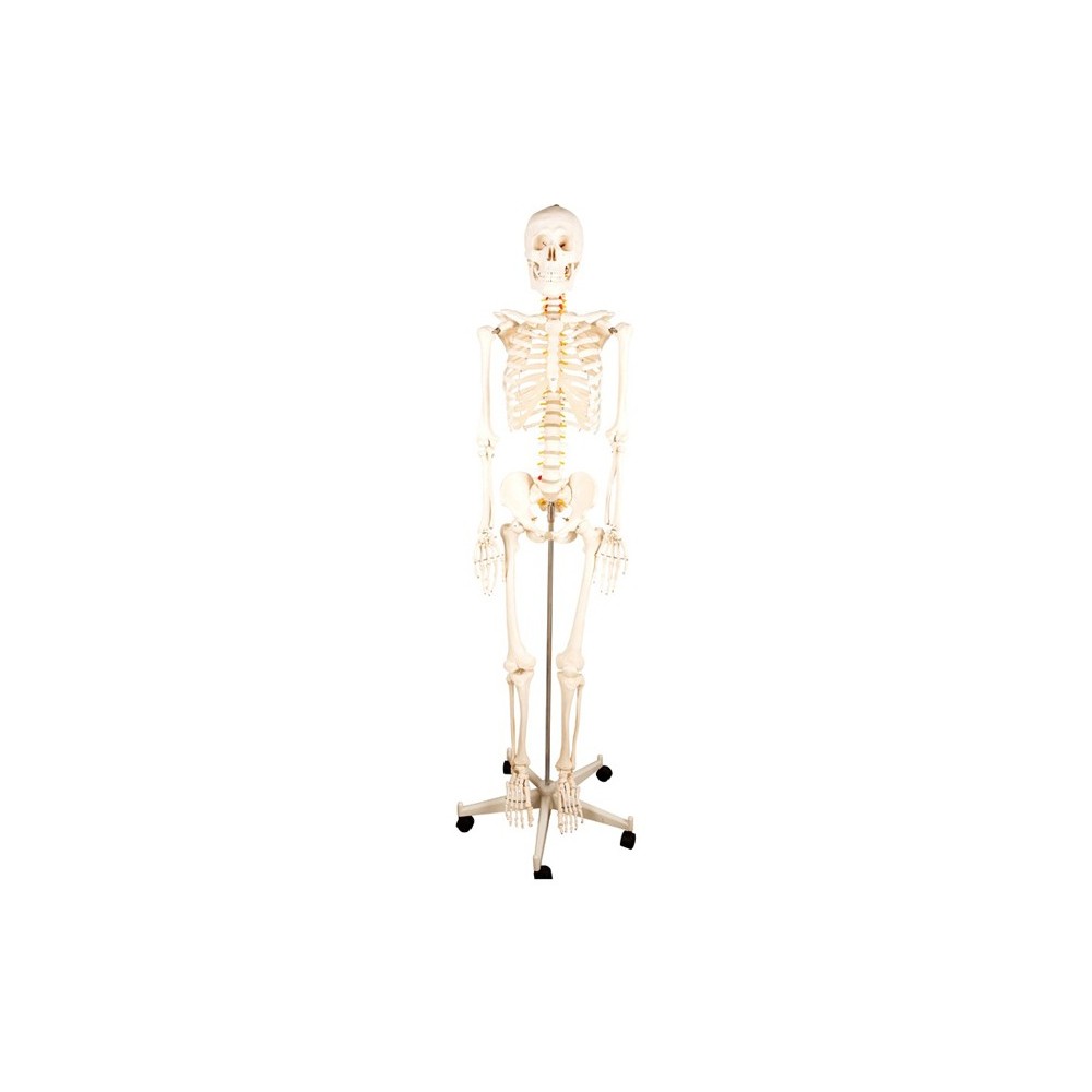 Modèle du squelette humain désarticulé, Biotechnologie