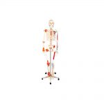 Squelette anatomique ecopro 2