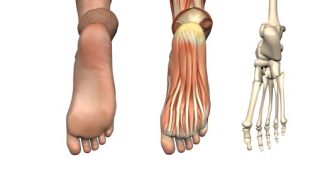 squelette du pied