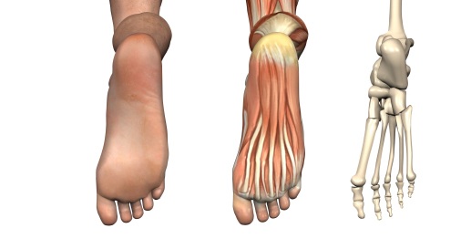 squelette du pied