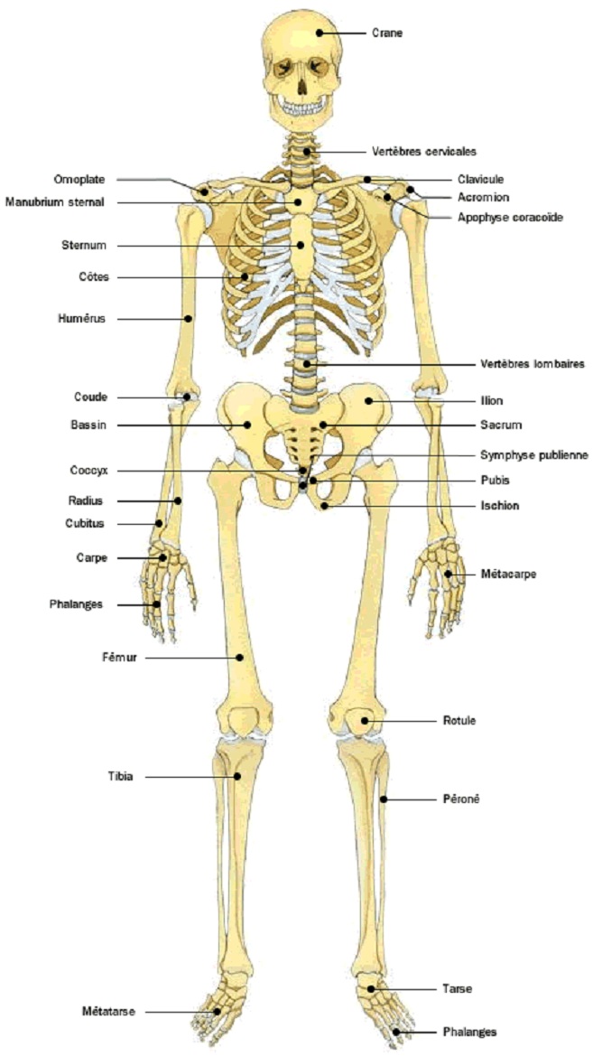 Squelette humain : définition, rôle, anatomie