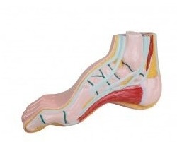 anatomie squelette du pied
