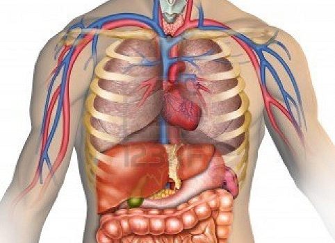 Anatomie