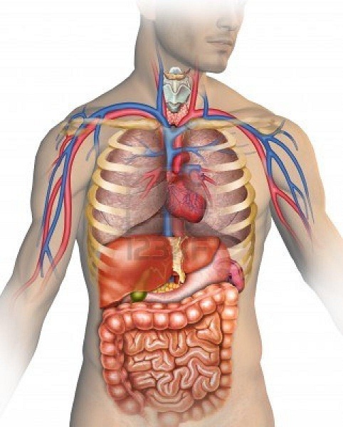 Anatomie de la torse, tête et vertèbres