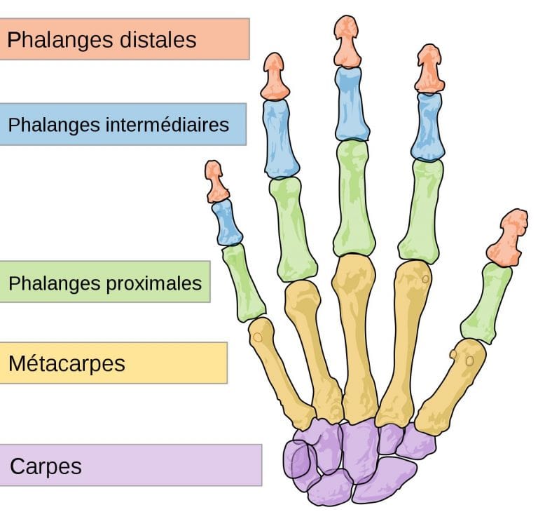 Squelette de la main : Anatomie et douleurs