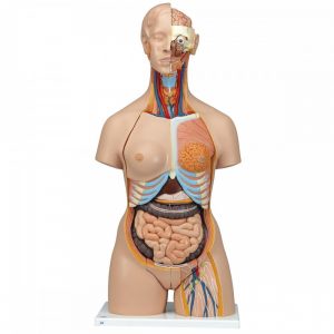 Anatomie : torse