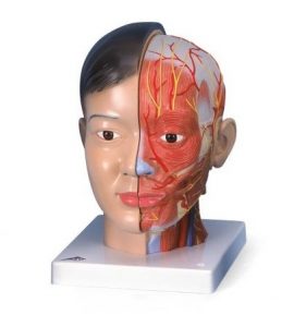Anatomie : tête