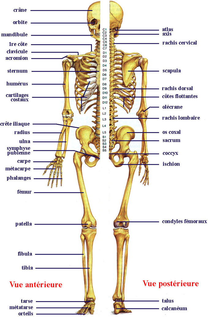 Tout savoir sur le Squelette Humain