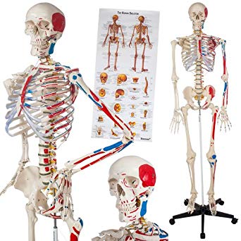 Le Corps Humain Et Le Squelette De L'anatomie Du Squelette