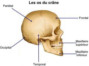 Les os du crâne humain