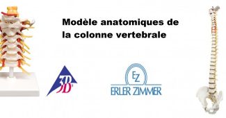 colonne-vertebrale