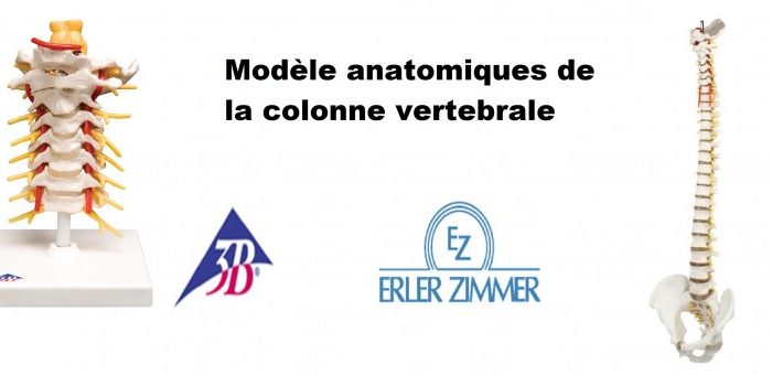 colonne-vertebrale