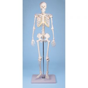 Les meilleurs squelettes anatomiques en 2020 !