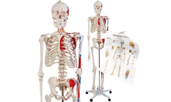 squelette anatomique