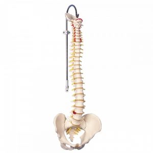 colonne vertebrale classique flexible