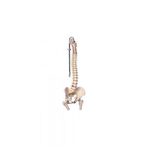 colonne vertebrale classique flexible avec moignon de femur