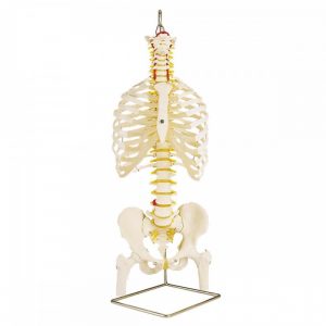 colonne vertebrale flexible avec thorax et moignon femur