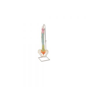 colonne vertebrale flexible didactique