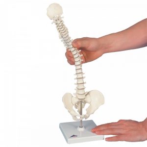 colonne-vertebrale-miniature-elastique