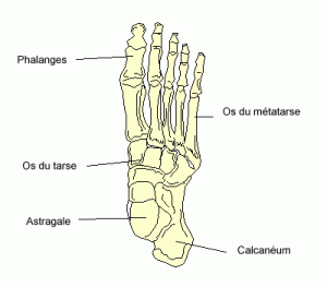 squelettes du pied