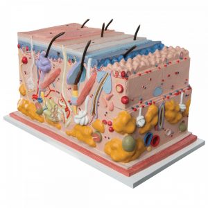 Anatomie de la peau