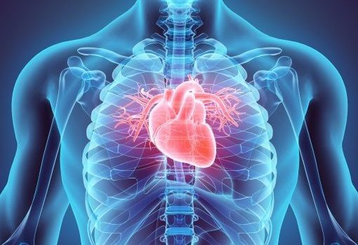 Quelle est l'anatomie du cœur humain ? - BLOG TOOMED