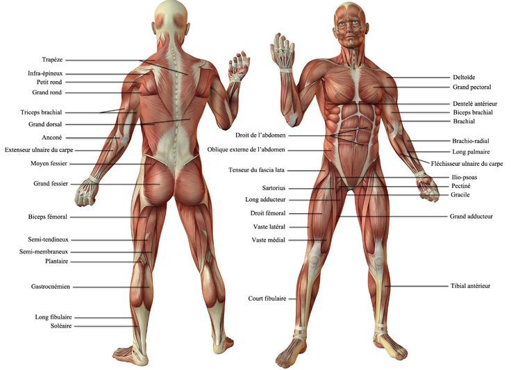 la musculature du corps humain