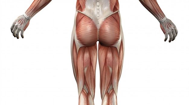 la musculature du corps humain