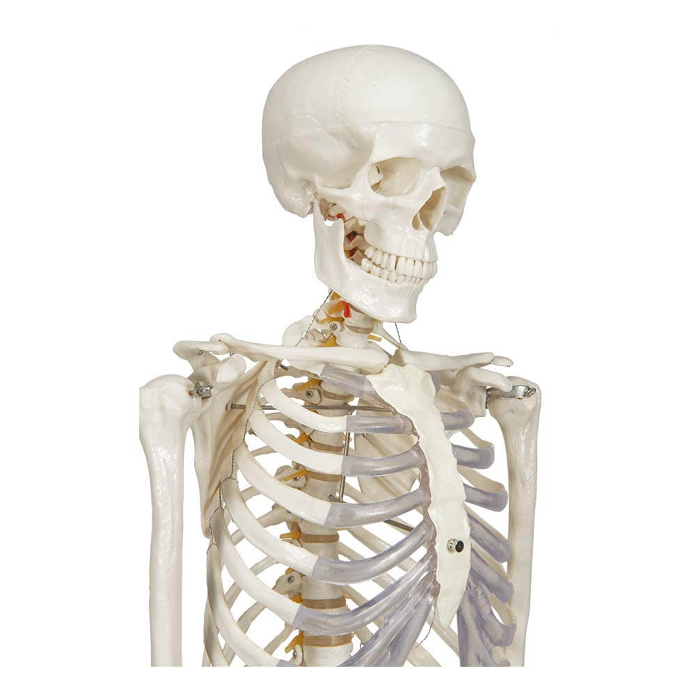 Modèle De Squelette Humain De Recherche Médicale Modèle De Squelette D' anatomie Du Corps Humain