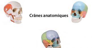crane anatomique