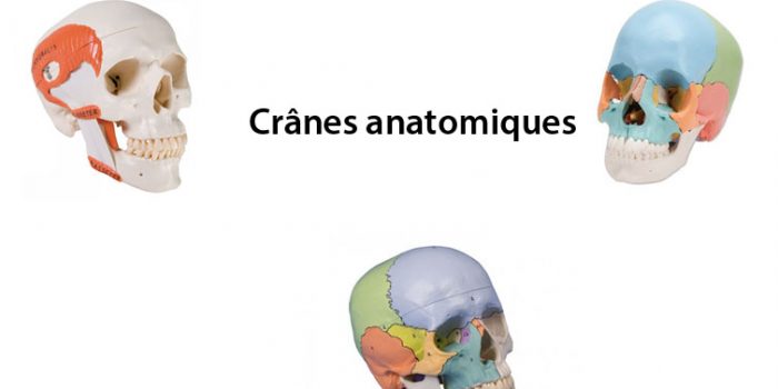 crane anatomique