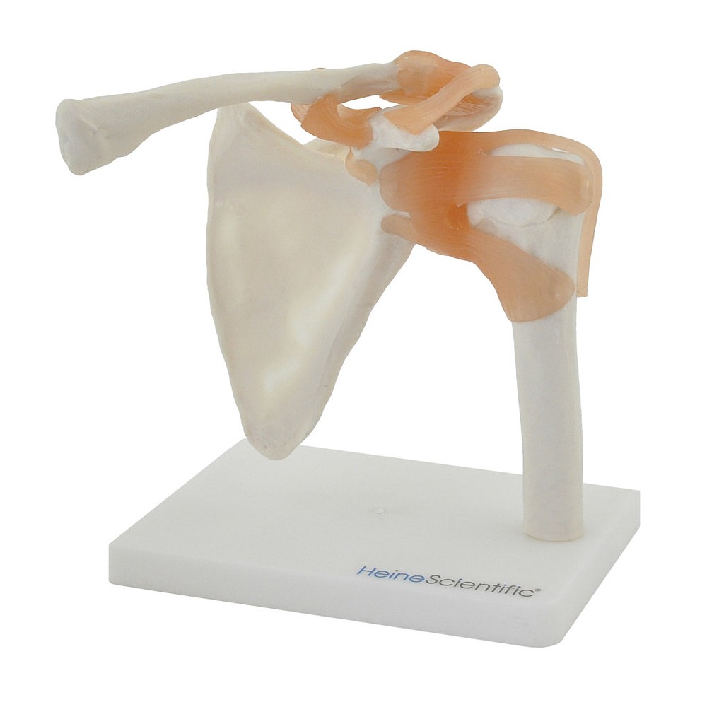 https://www.toomed.com/mod%C3%A8le-anatomique/4615-articulation-anatomique-de-l-%C3%A9paule-avec-ligaments.html