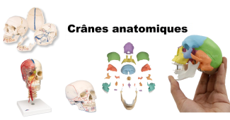 crane humain