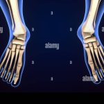 L’anatomie du squelette du pied