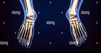 L’anatomie du squelette du pied