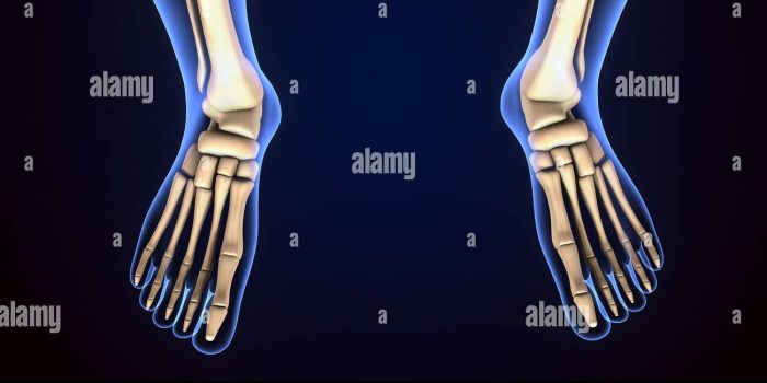 L’anatomie du squelette du pied