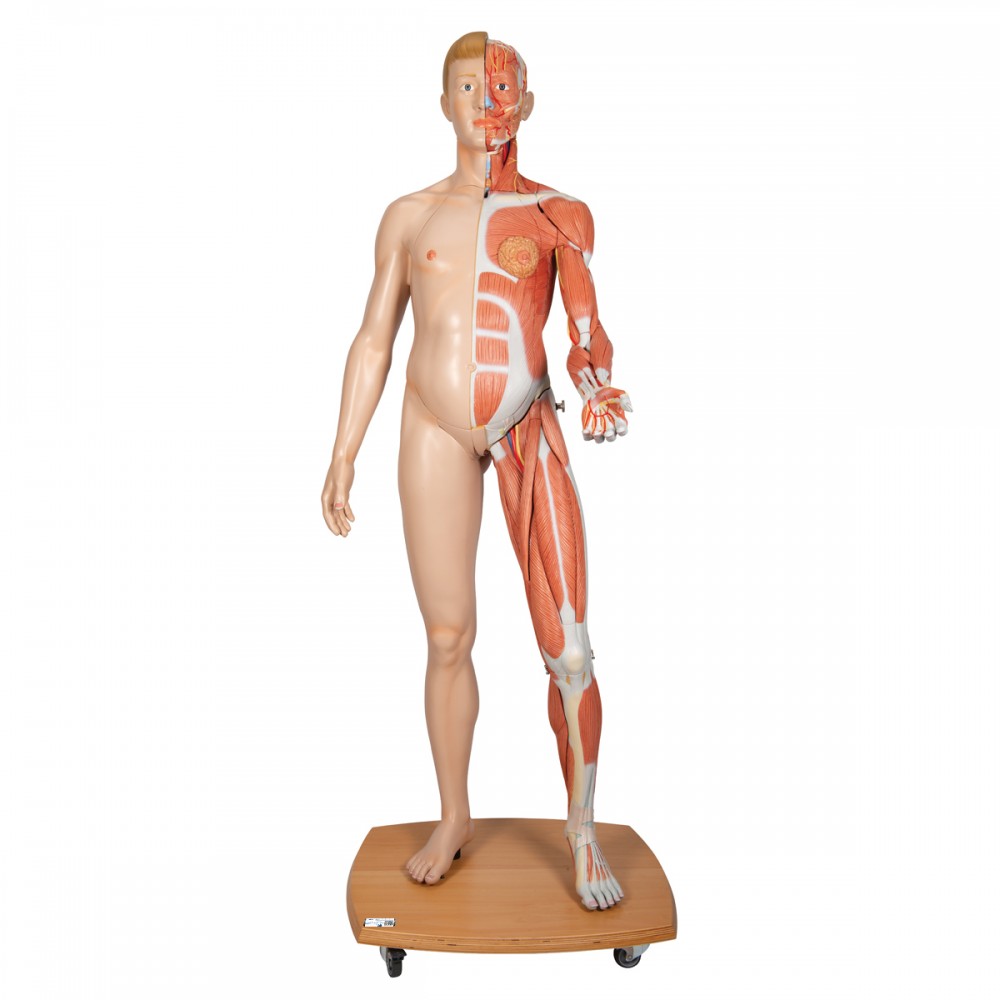 musculature humain