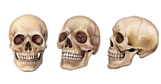 l'Anatomie Crânienne