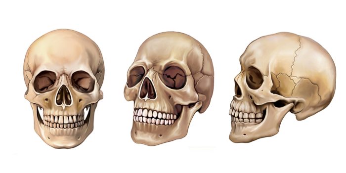 l'Anatomie Crânienne